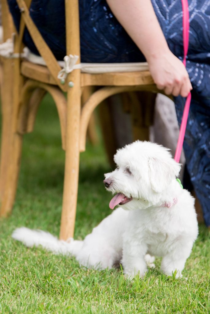 Southwood Estate was the setting for a Hudson Valley Weddings. Photo by Mikkel Paige Photography of a family dog.