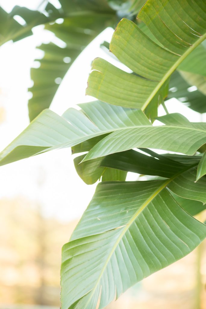Engagement photos in downtown Orlando, Florida by Mikkel Paige Photography, destination wedding photographer.