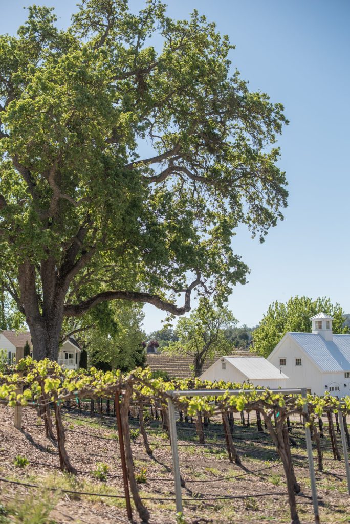 An intimate destination wedding elopement for a vineyard wedding in California at HammerSky Vineyards with Mikkel Paige Photography.