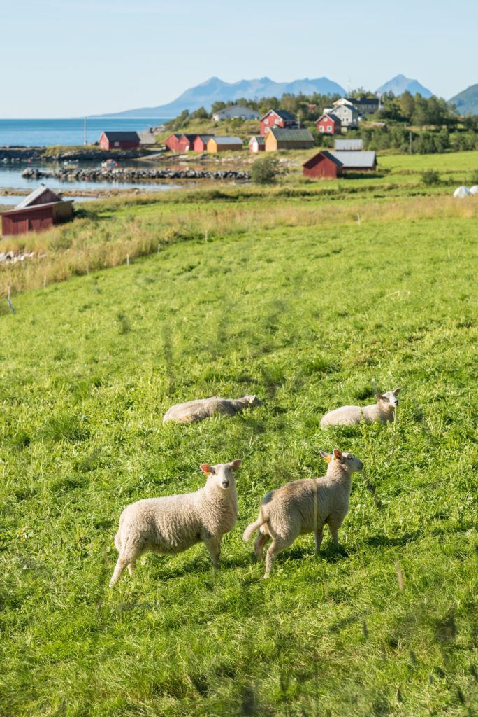Norway Destination wedding photos by Mikkel Paige Photography with an outdoor ceremony in the Arctic Circle.
