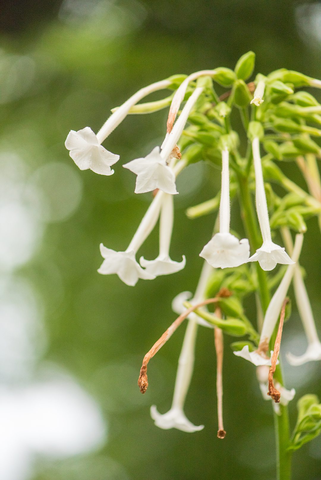 Bell shaped flowers in a park in Raleigh, NC during an outdoor ceremony for an elopement captured by Mikkel Paige Photography. #mikkelpaige #smallwedding #raleighNC