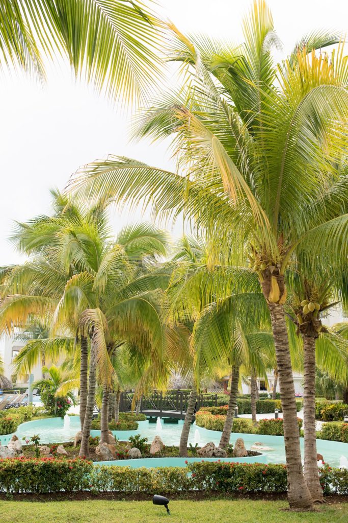 Palm trees at Jamaica Iberostar resort by Mikkel Paige Photography.