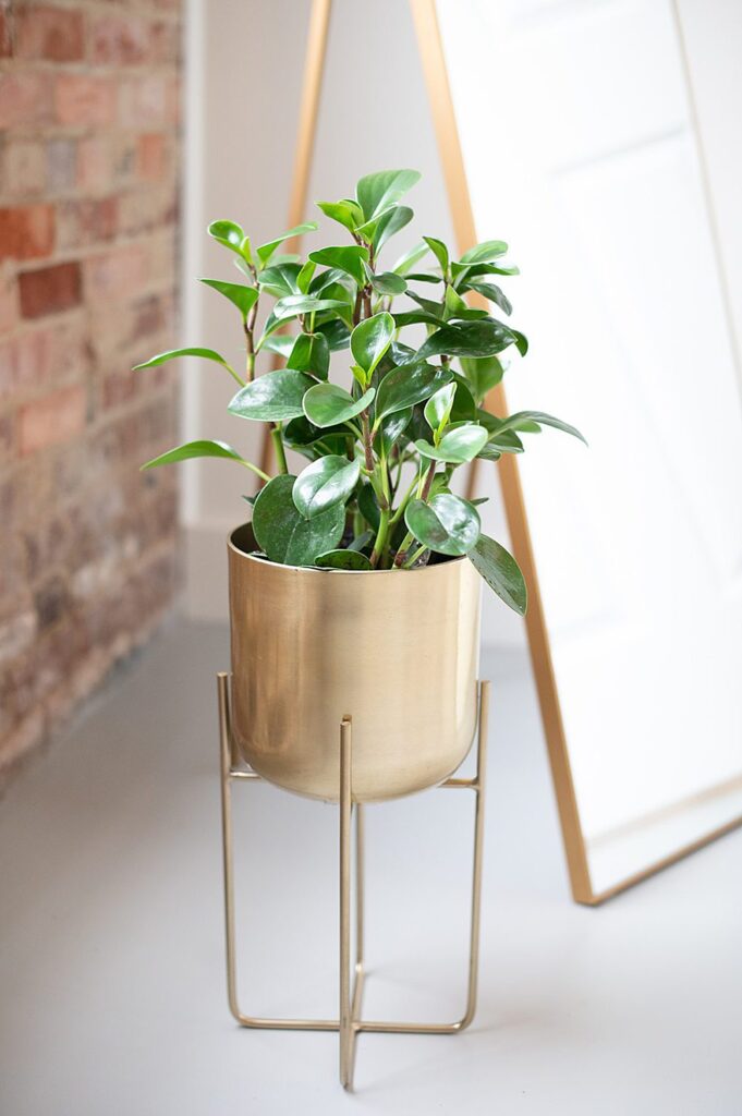 A green plant in a gold pot at The Graham Mill in NC.