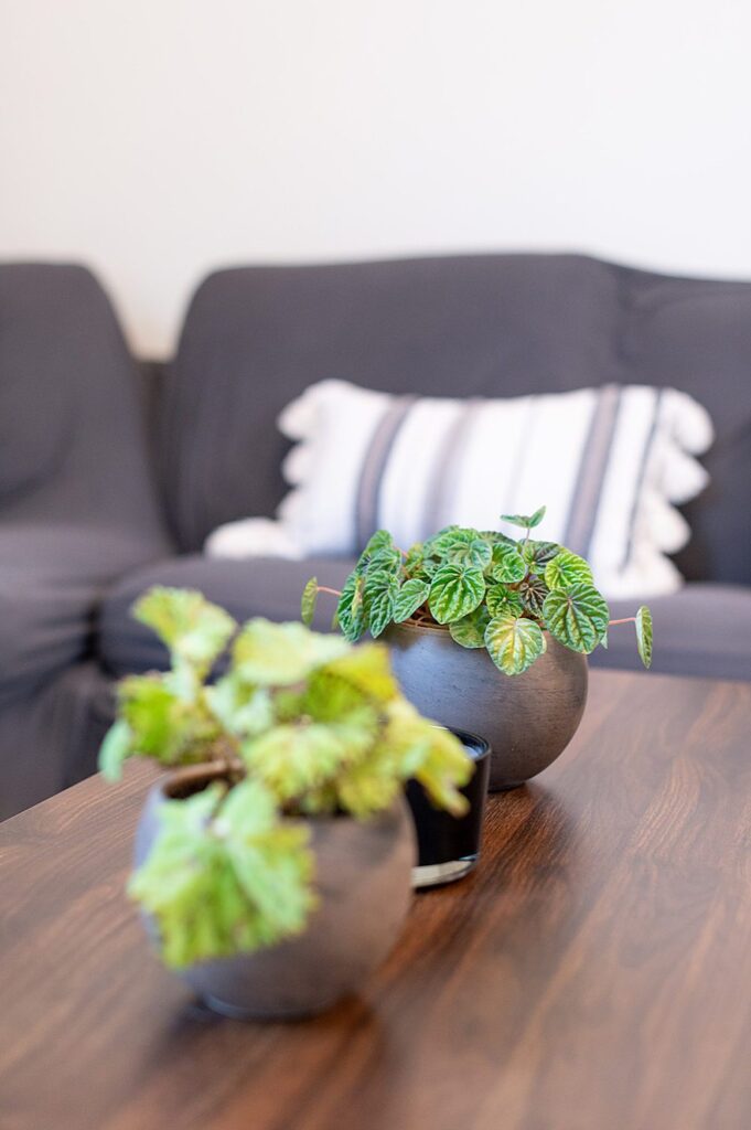 Plants on a wood coffee table with a dark grey couch behind it in a groom's suite, at The Graham Mill in NC.