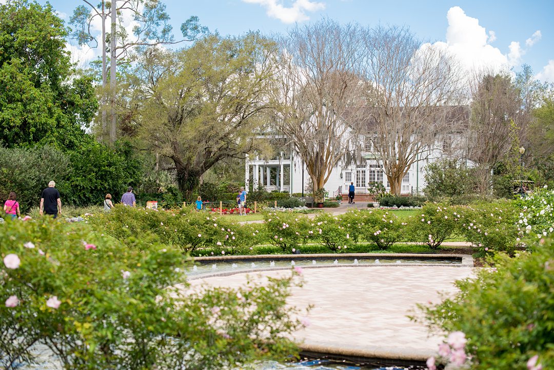 Rose garden at Leu Gardens, one of the best wedding venues in Orlando.